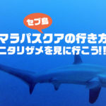 【セブ島】マラパスクアの行き方、ニタリザメを見に行こう！！