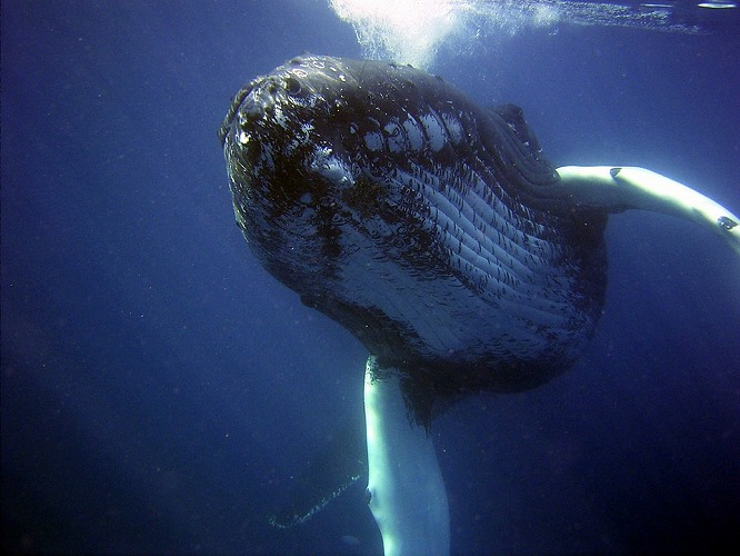 クジラ画像２