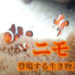 【映画】ファインディング・ニモに出てくる魚の紹介