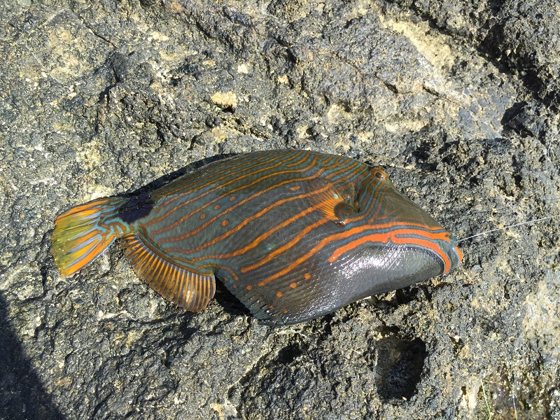 モンガラカワハギ科の魚。