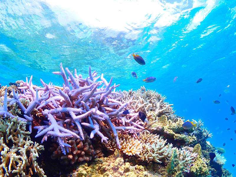サンゴ礁を鑑賞
