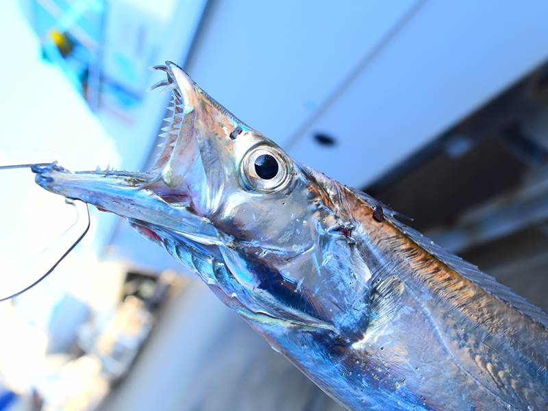 石垣島での太刀魚のシーズン