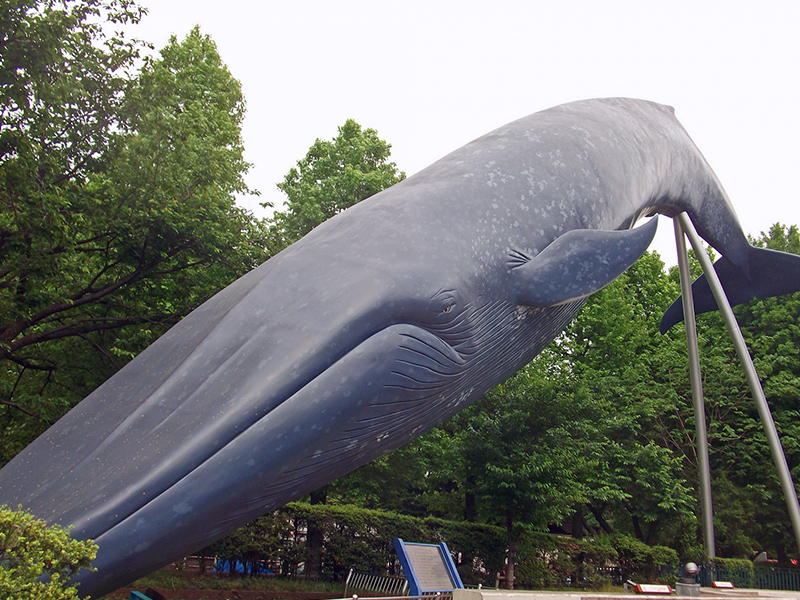クジラの骨格標本がある博物館