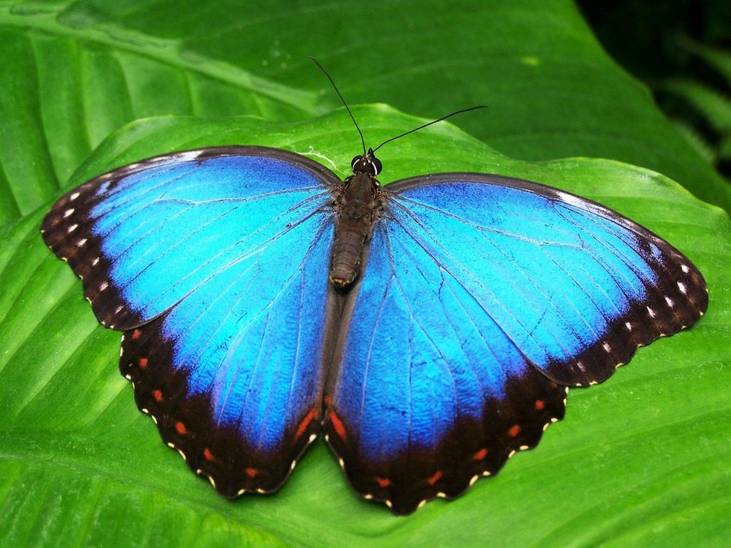 光る蝶として有名なモンフォ蝶