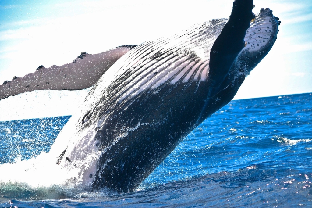 海の巨人、クジラの世界