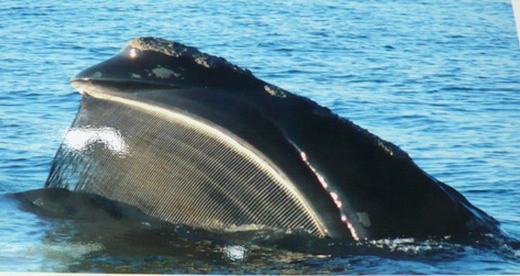 海の巨人、クジラの世界