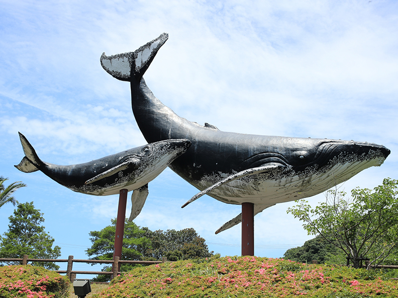 海の巨人、クジラの世界