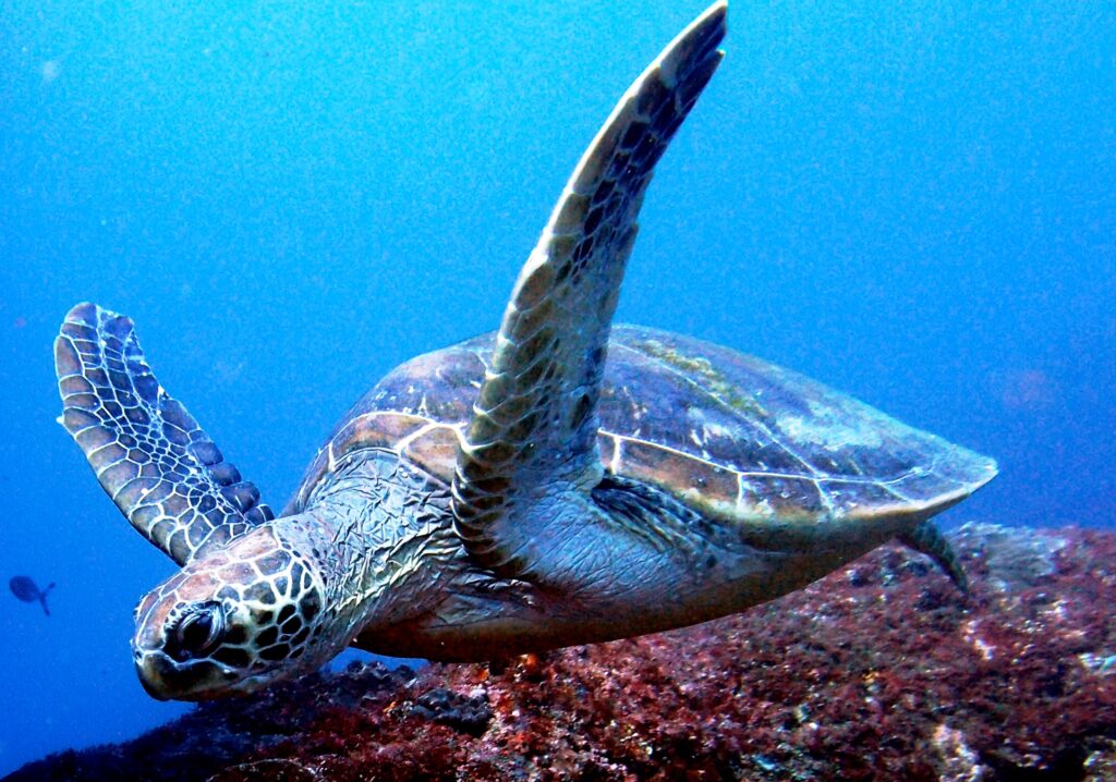 石垣島ウミガメ